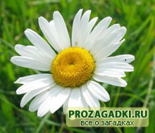 Загадки про ромашку