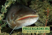 Загадки про сома