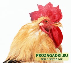 Загадки. Петух