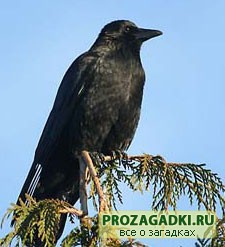Загадки про птиц. Ворона