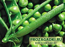 загадки про горох