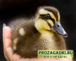 загадки про утку