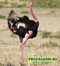 Загадки для детей