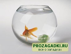 Загадки про аквариум
