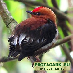птица манакин