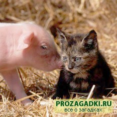 домашние животные