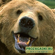 Загадки про медведя