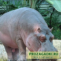 загадки про бегемота