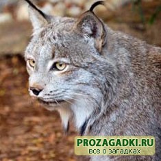 Загадки про рысь
