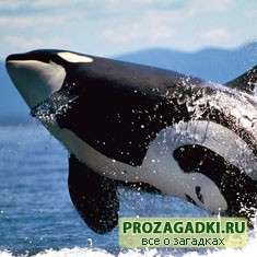 Загадки про кита