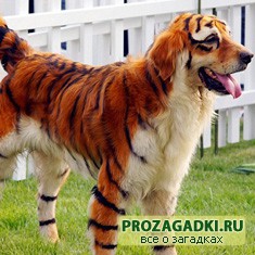 Домашнее животное