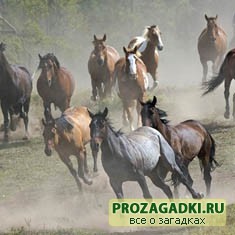 Полтабуна и пол-лошади