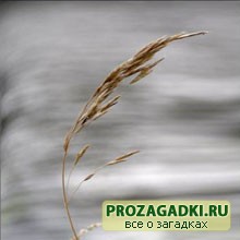 Загадки про ветер