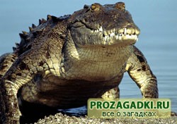 Загадки про крокодила