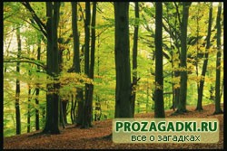 Загадки про деревья
