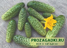 Загадки про огурец